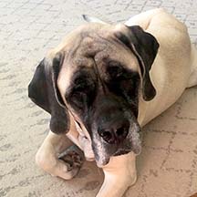 Packer - Fawn Female American Mastiff