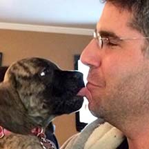 Willow - Brindle Female American Mastiff