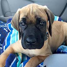 Miller - Apricot Male American Mastiff