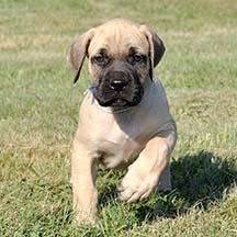 Kirby - Fawn Male American Mastiff