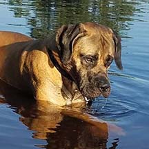 Nikita - Apricot Male American Mastiff