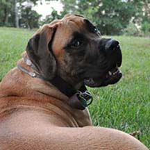 Tucker - Apricot Male American Mastiff