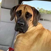 Boomer - Apricot Male American Mastiff