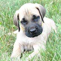 Samson - Fawn Male American Mastiff