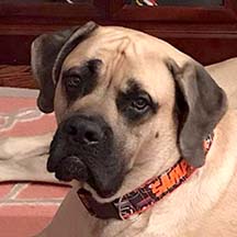 Fawn Male American Mastiff