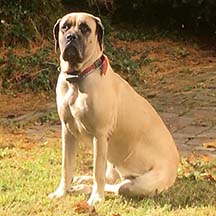 Fawn Female American Mastiff