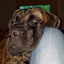 Huck - Brindle Male American Mastiff