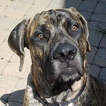 Archie - Brindle Male American Mastiff