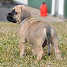 Otis - Fawn Male American Mastiff