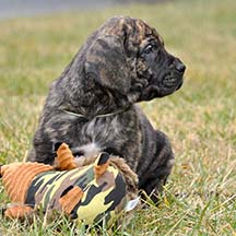 Loretta - Brindle Female American Mastiff