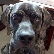 Emma - Brindle Female American Mastiff