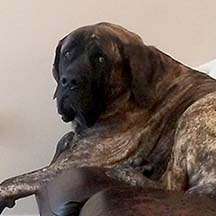 Neegan - Brindle Male American Mastiff