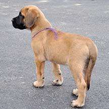 Ivy - Apricot Female American Mastiff