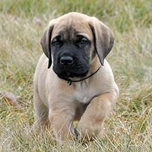 Oscar - Apricot Male American Mastiff