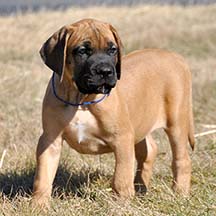 Boss - Apricot Male American Mastiff