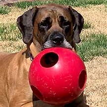 Scarlett - Apricot Female American Mastiff