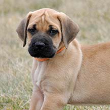 Finley - Apricot Female American Mastiff