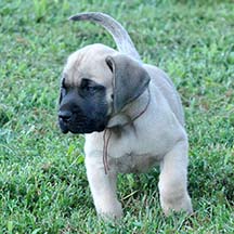 Hodor - Fawn Male American Mastiff