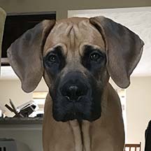 Brinley - Apricot Female American Mastiff