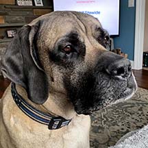 Charley - Fawn Male American Mastiff