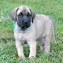 Freyja - Fawn Female American Mastiff