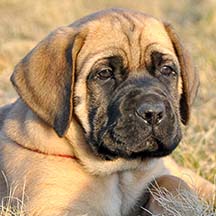 Gunner - Apricot Female American Mastiff