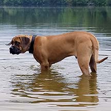 Francis - Apricot Male American Mastiff