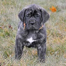 Porter - Brindle Male American Mastiff