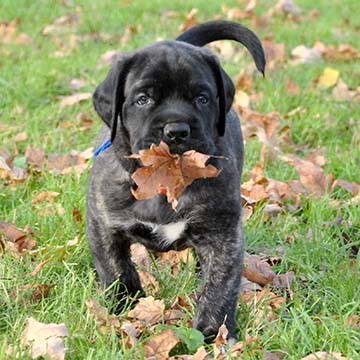 6 weeks old