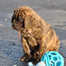 Apollo - Brindle Male American Mastiff