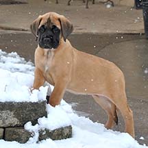 Suzabelle - Apricot Female American Mastiff