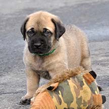 Sawyer - Fawn Male American Mastiff