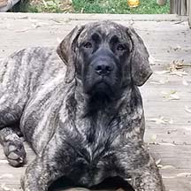 Athena - Brindle Female American Mastiff