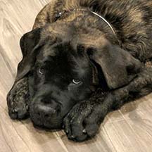 Nelson - Brindle Male American Mastiff