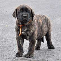 Turbo - Brindle Male American Mastiff