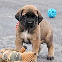 Luna - Apricot Female American Mastiff