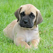 Cooper - Apricot Male American Mastiff