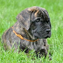 Baron - Brindle Male American Mastiff