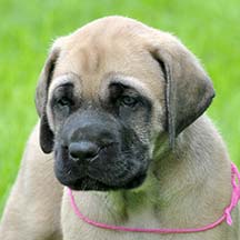 Lucy - Fawn Female American Mastiff