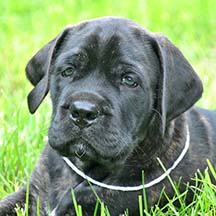 Duke - Brindle Male American Mastiff