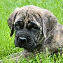 Willow - Brindle Female American Mastiff