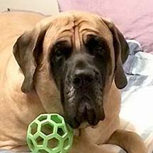 Otis - Fawn Male American Mastiff