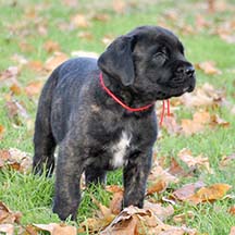 Lola - Brindle Female American Mastiff