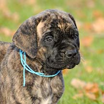 Luna - Brindle Female American Mastiff