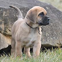 Lucca - Apricot Male American Mastiff