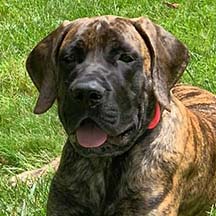 Sophie - Brindle Female American Mastiff