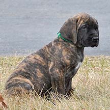 Wilbur - Brindle Male American Mastiff