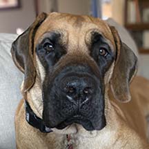 Maddie - Apricot Female American Mastiff