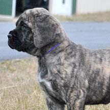 Penny - Brindle Female American Mastiff