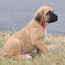 Sadie - Apricot Female American Mastiff